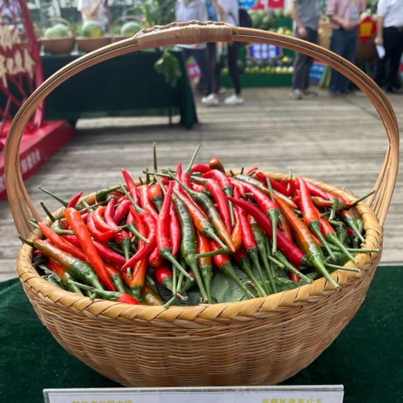 辣椒1.jpg 辣椒1.jpg