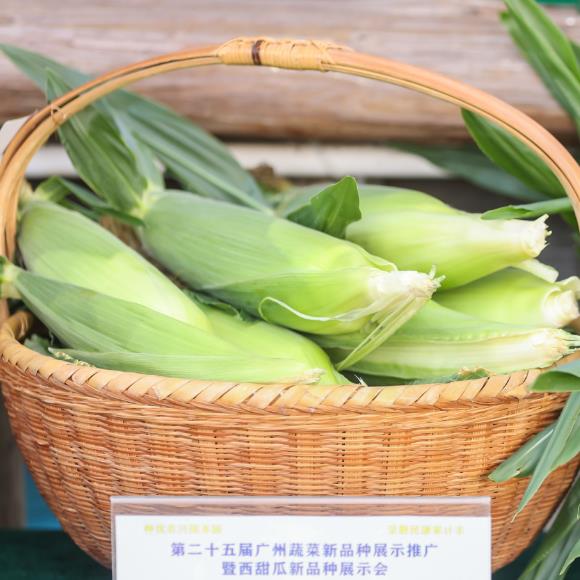 玉米3.jpg 玉米3.jpg