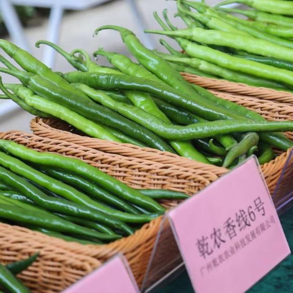 辣椒4.jpg 辣椒4.jpg